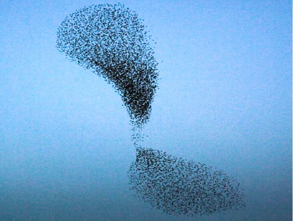 Ruoli di coordinamento nelle organizzazioni